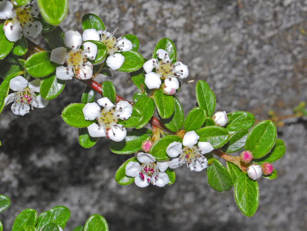 Cotoneaster Horizontalis